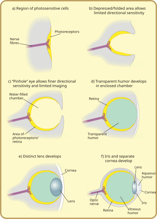 Evolution of the eye