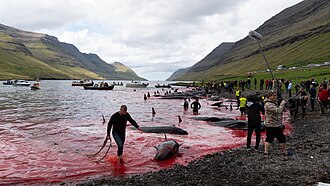Whaling in Grindadráp, 2018