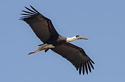 Flying in Maharashtra, India