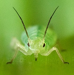 Front view of wheat aphid, Schizaphis graminum, showing the piercing-sucking mouthparts