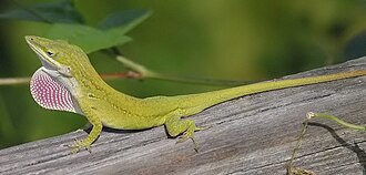 A green anole (Anolis carolinensis) signalling with its extended dewlap