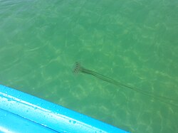 A common Scyphozoan jellyfish seen near beaches in the Florida Panhandle