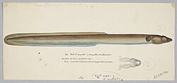 Ōrea or New Zealand long fin eel illustrated in 1875