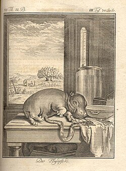 Newborn hippopotamus (1767)