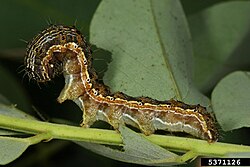 Caterpillars such as those of the cotton bollworm moth Helicoverpa armigera can devastate crops.