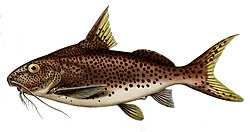 The catfish Synodontis multipunctatus is a brood parasite of several mouthbrooding cichlid fish.