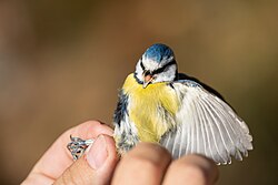 Blue tit displaying aggression during ringing