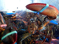 Lobsters in a tank at a fish market