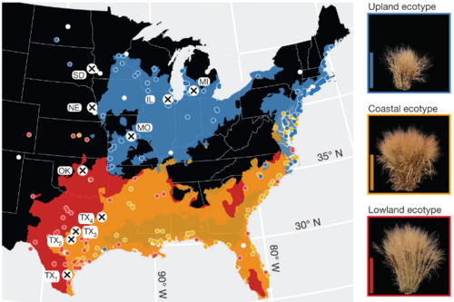 Panicum virgatum ecotypes and their distribution in North America