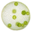 The chlorophyte Volvox was included among the animals in the 1758 Systema Naturae as two species: Volvox globator & Volvox chaos