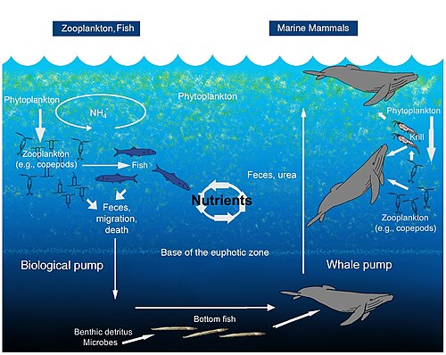 From the largest to the smallest of creatures, nutrients are recycled by their movement, by their wastes, and by their metabolic activities. This illustration shows an example of the whale pump that cycles nutrients through the layers of the oceanic water column. Whales can migrate to great depths to feed on bottom fish (such as sand lance Ammodytes spp.) and surface to feed on krill and plankton at shallower levels. The whale pump enhances growth and productivity in other parts of the ecosystem.[30]
