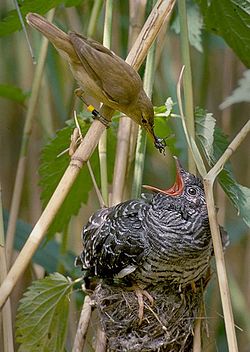 Brood parasite: Eurasian reed warbler raising a common cuckoo[37]