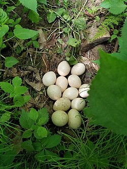 Nest in Ontario