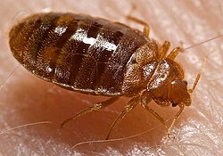 Trait loss: bedbug Cimex lectularius is flightless, like many insect ectoparasites.