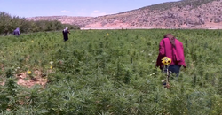 Farmers harvesting cannabis in the Bekaa Valley, 2021