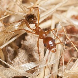A. occidentalis