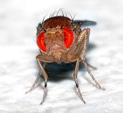 Frontal view
