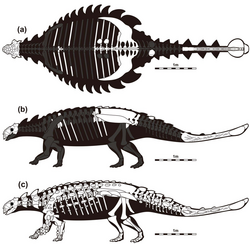 Skeletal diagram of T. tumanovae holotype