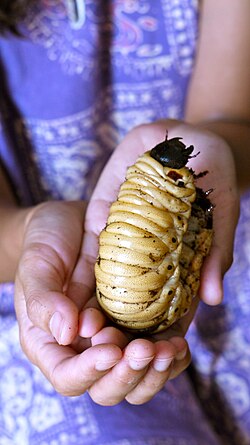 The larvae of the Hercules beetle (Dynastes hercules) are among the largest of any species of insect.
