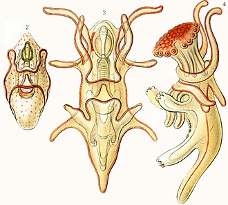 Adult echinoderms have fivefold symmetry but as larvae have bilateral symmetry. This is why they are in the Bilateria.