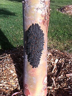 Anti-predator adaptation: spitfire sawfly larvae grouped together for safety in numbers
