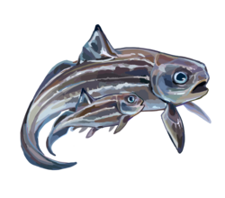 Materpiscis, a ptyctodontid placoderm fish that is the oldest vertebrate known to give live birth