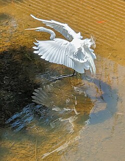Landing in Matadero Creek