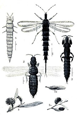 Eusocial colonies of Kladothrips live in galls induced on Acacia trees.