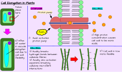 This is a diagram of cell elongation in a plant. In sum, the acidity within the cell wall as a result of a high proton concentration in the cell wall. As a result, the cell wall becomes more flexible so that when water comes into the plant vacuole, the plant cell will elongate.