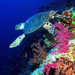 Hawksbill sea turtle, a spongivore